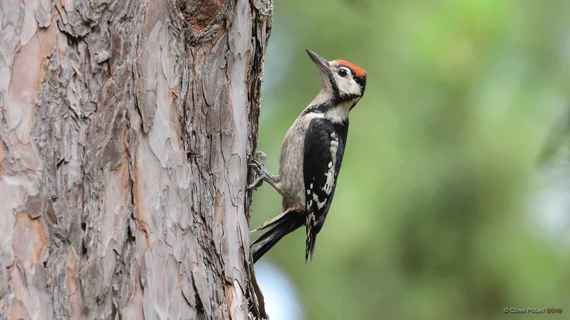 Great Spotted Woodpecker